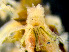  ( - HMSC174_01142)  @11 [ ] by-nc-sa  Unspecified Huntsman Marine Science Centre