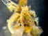  ( - HMSC174_01142)  @11 [ ] by-nc-sa  Unspecified Huntsman Marine Science Centre