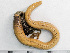  (Myxicola infundibulum - HMSC174-01503)  @11 [ ] by-nc-sa  Unspecified Huntsman Marine Science Centre