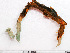  (Chone infundibuliformis - HMSC174-01504)  @11 [ ] by-nc-sa  Unspecified Huntsman Marine Science Centre