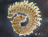  (Spio nr. thulini - HMSC174_01715)  @11 [ ] by-nc-sa  Unspecified Huntsman Marine Science Centre