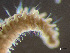  ( - HMSC174_01716)  @11 [ ] by-nc-sa  Unspecified Huntsman Marine Science Centre