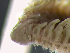  ( - HMSC174_01716)  @11 [ ] by-nc-sa  Unspecified Huntsman Marine Science Centre