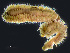  ( - HMSC174_01717)  @11 [ ] by-nc-sa  Unspecified Huntsman Marine Science Centre