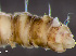  ( - HMSC174_01750)  @11 [ ] by-nc-sa  Unspecified Huntsman Marine Science Centre