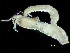  ( - HMSC174_01798)  @11 [ ] by-nc-sa  Unspecified Huntsman Marine Science Centre