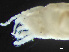  ( - HMSC174_01886)  @11 [ ] by-nc-sa  Unspecified Huntsman Marine Science Centre