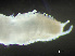  ( - HMSC174_01886)  @11 [ ] by-nc-sa  Unspecified Huntsman Marine Science Centre
