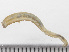  ( - HMSC174_01887)  @11 [ ] by-nc-sa  Unspecified Huntsman Marine Science Centre