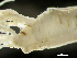  ( - HMSC174_01942)  @11 [ ] by-nc-sa  Unspecified Huntsman Marine Science Centre
