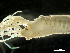  ( - HMSC174_01942)  @11 [ ] by-nc-sa  Unspecified Huntsman Marine Science Centre