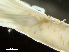  ( - HMSC174_01943)  @11 [ ] by-nc-sa  Unspecified Huntsman Marine Science Centre