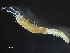  ( - HMSC174_01950)  @11 [ ] by-nc-sa  Unspecified Huntsman Marine Science Centre