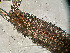  ( - HMSC174_02413)  @11 [ ] by-nc-sa  Unspecified Huntsman Marine Science Centre