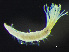 ( - HMSC174_02954)  @11 [ ] by-nc-sa  Unspecified Huntsman Marine Science Centre