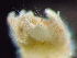  ( - HMSC174_02967)  @11 [ ] by-nc-sa  Unspecified Huntsman Marine Science Centre