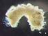  ( - HMSC174_02967)  @11 [ ] by-nc-sa  Unspecified Huntsman Marine Science Centre
