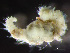  ( - HMSC174_02968)  @11 [ ] by-nc-sa  Unspecified Huntsman Marine Science Centre