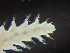  ( - HMSC174_03019)  @11 [ ] by-nc-sa  Unspecified Huntsman Marine Science Centre