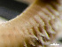  ( - HMSC174_03037)  @11 [ ] by-nc-sa  Unspecified Huntsman Marine Science Centre