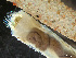  ( - HMSC174_03040)  @11 [ ] by-nc-sa  Unspecified Huntsman Marine Science Centre