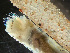  ( - HMSC174_03040)  @11 [ ] by-nc-sa  Unspecified Huntsman Marine Science Centre