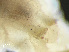  ( - HMSC174_03041)  @11 [ ] by-nc-sa  Unspecified Huntsman Marine Science Centre