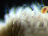  ( - HMSC174_03098)  @11 [ ] by-nc-sa  Unspecified Huntsman Marine Science Centre