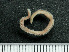  (Leitoscoloplos fragilis - HMSC174_03134)  @11 [ ] by-nc-sa  Unspecified Huntsman Marine Science Centre