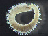  ( - HMSC174_03163)  @11 [ ] by-nc-sa  Unspecified Huntsman Marine Science Centre