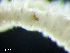  ( - HMSC174_03211)  @11 [ ] by-nc-sa  Unspecified Huntsman Marine Science Centre