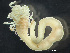  ( - HMSC174_03312)  @11 [ ] by-nc-sa  Unspecified Huntsman Marine Science Centre