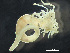  ( - HMSC174_03314)  @11 [ ] by-nc-sa  Unspecified Huntsman Marine Science Centre