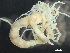  ( - HMSC174_03315)  @11 [ ] by-nc-sa  Unspecified Huntsman Marine Science Centre