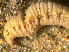  ( - HMSC174-03419)  @11 [ ] by-nc-sa  Unspecified Huntsman Marine Science Centre