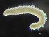  ( - HMSC174_03452)  @11 [ ] by-nc-sa  Unspecified Huntsman Marine Science Centre