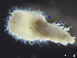  (Scolelepis bousfieldi - HMSC174_03458)  @11 [ ] by-nc-sa  Unspecified Huntsman Marine Science Centre