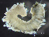  ( - HMSC174_03459)  @11 [ ] by-nc-sa  Unspecified Huntsman Marine Science Centre