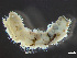  ( - HMSC174_03460)  @11 [ ] by-nc-sa  Unspecified Huntsman Marine Science Centre