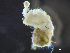  ( - HMSC174_03463)  @11 [ ] by-nc-sa  Unspecified Huntsman Marine Science Centre