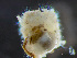 ( - HMSC174_03464)  @11 [ ] by-nc-sa  Unspecified Huntsman Marine Science Centre