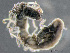  (Caulleriella - HMSC174-03497)  @11 [ ] by-nc-sa  Unspecified Huntsman Marine Science Centre