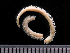  (Scoloplos pseudoarmiger - HMSC174-03533)  @11 [ ] by-nc-sa  Unspecified Huntsman Marine Science Centre