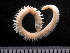  ( - HMSC174-03534)  @11 [ ] by-nc-sa  Unspecified Huntsman Marine Science Centre