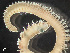  ( - HMSC174-03534)  @11 [ ] by-nc-sa  Unspecified Huntsman Marine Science Centre