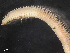  ( - HMSC174-03535)  @11 [ ] by-nc-sa  Unspecified Huntsman Marine Science Centre