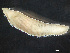  ( - HMSC174-03565)  @11 [ ] by-nc-sa  Unspecified Huntsman Marine Science Centre