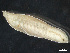  (Travisia carnea - HMSC174-03568)  @11 [ ] by-nc-sa  Unspecified Huntsman Marine Science Centre