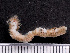  ( - HMSC174-03571)  @11 [ ] by-nc-sa  Unspecified Huntsman Marine Science Centre