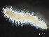  ( - HMSC174-03572)  @11 [ ] by-nc-sa  Unspecified Huntsman Marine Science Centre